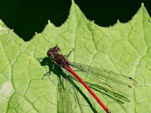 Pyrrhosoma nymphula