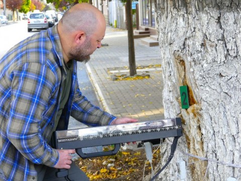 Обследване на дървета в Нова Загора с иновативна техника за опазване на градската зеленина